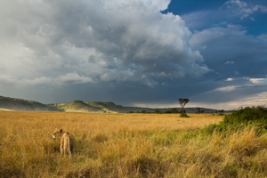 lion storm